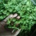 野菜