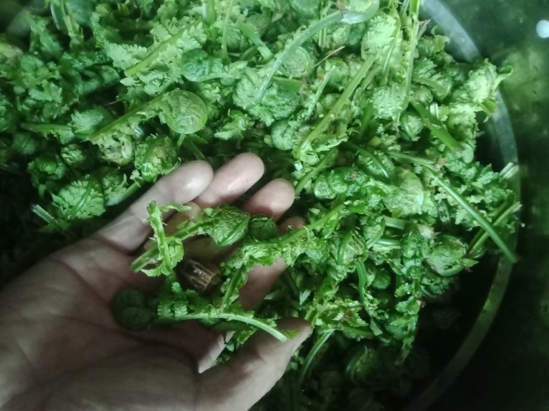 野菜