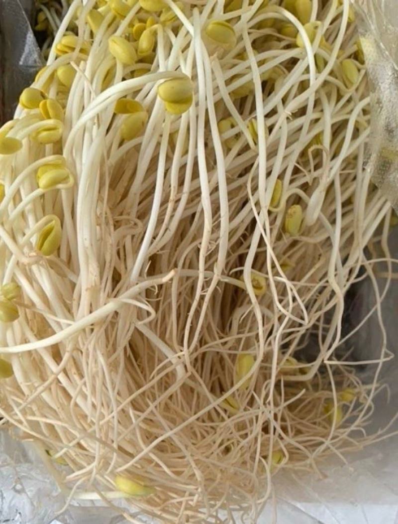 黄豆芽芽苗菜豆芽新鲜黄豆芽正常7天出货