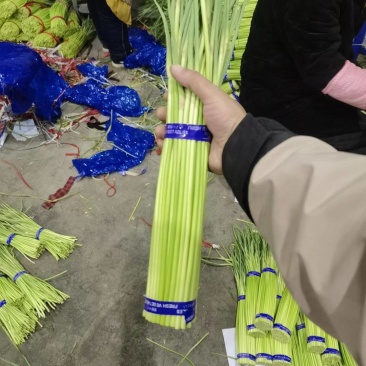 通许红帽蒜苔