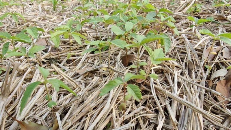 红榉树芽苗，自家种植大量有货，农户直发有需要请联系