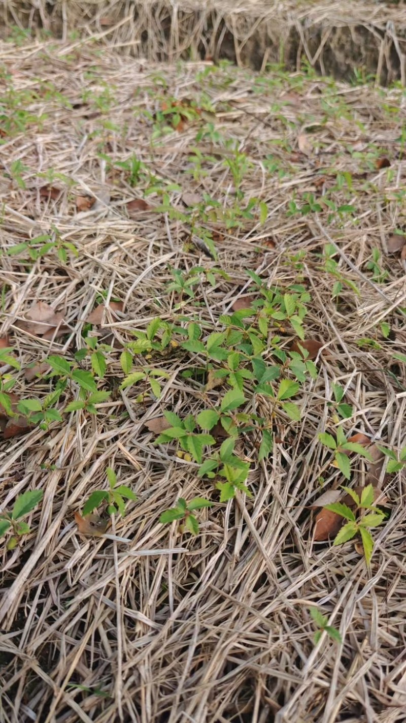 红榉树芽苗，自家种植大量有货，农户直发有需要请联系