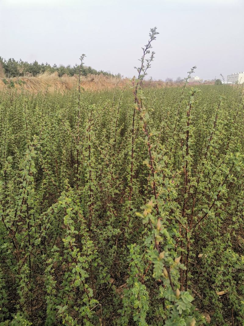 黄刺玫营养杯苗***********