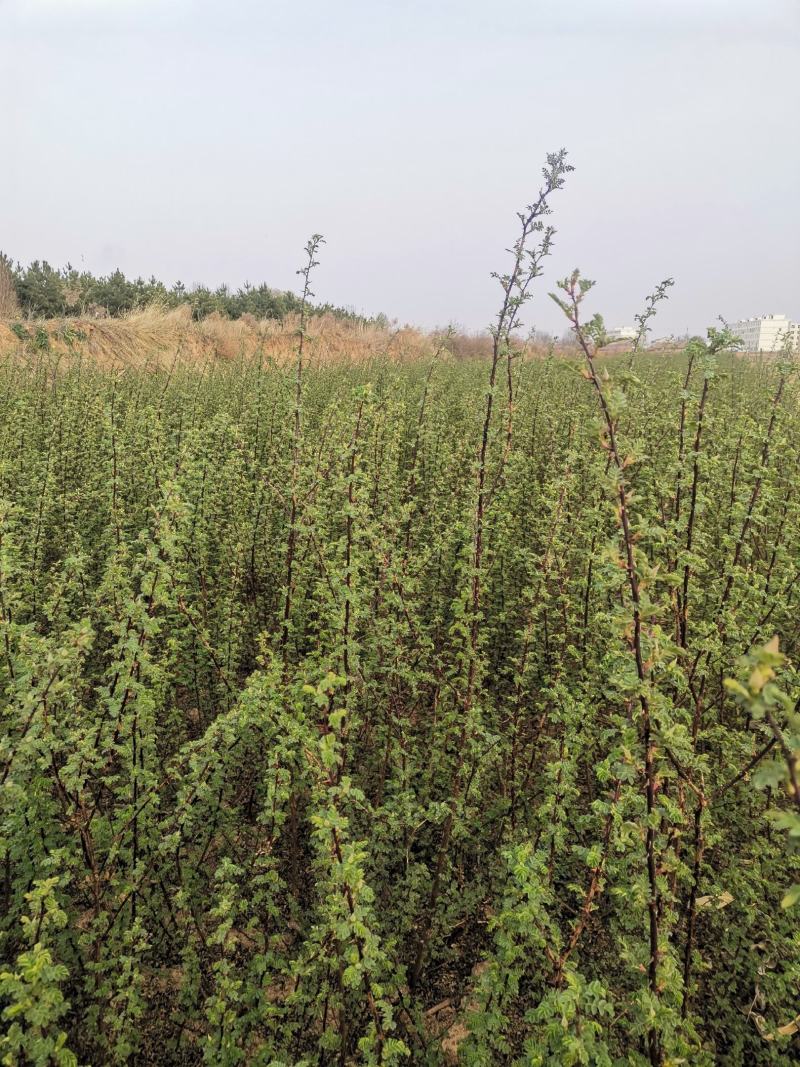 黄刺玫营养杯苗***********