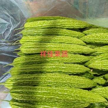 山东寿光精品苦瓜，品质保证，量大，电商，超市欢迎来询。