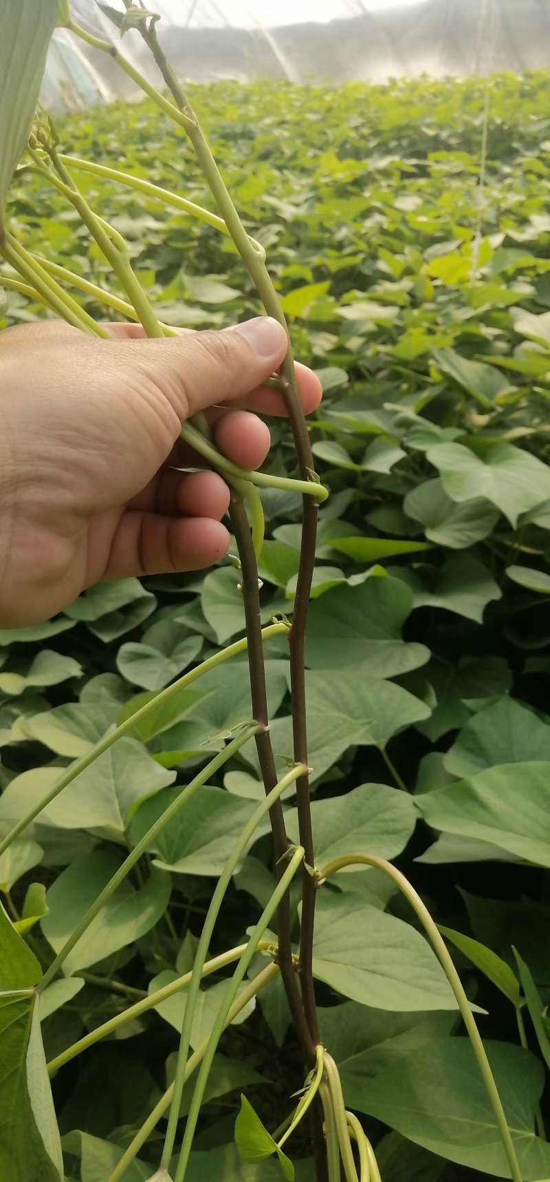 出售脱毒红薯苗：红瑶！基地直发，保证品质！