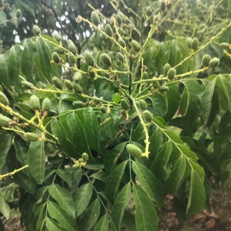 贵妃黄皮果