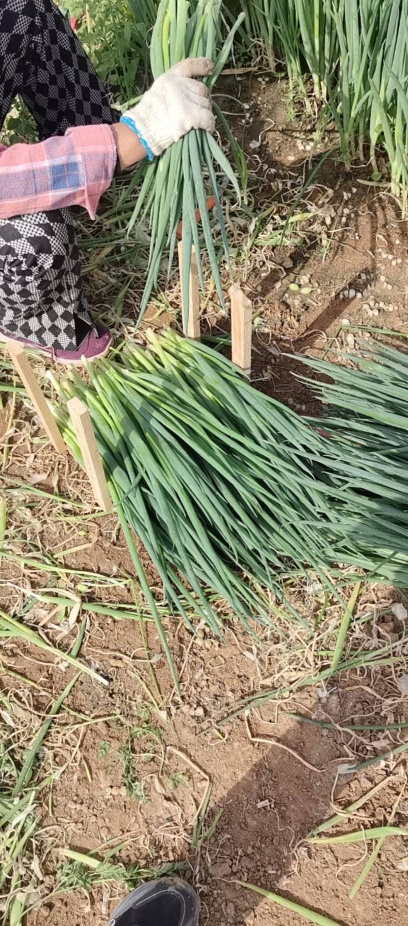 小葱大量供应市场加工厂大量有货欢迎咨询