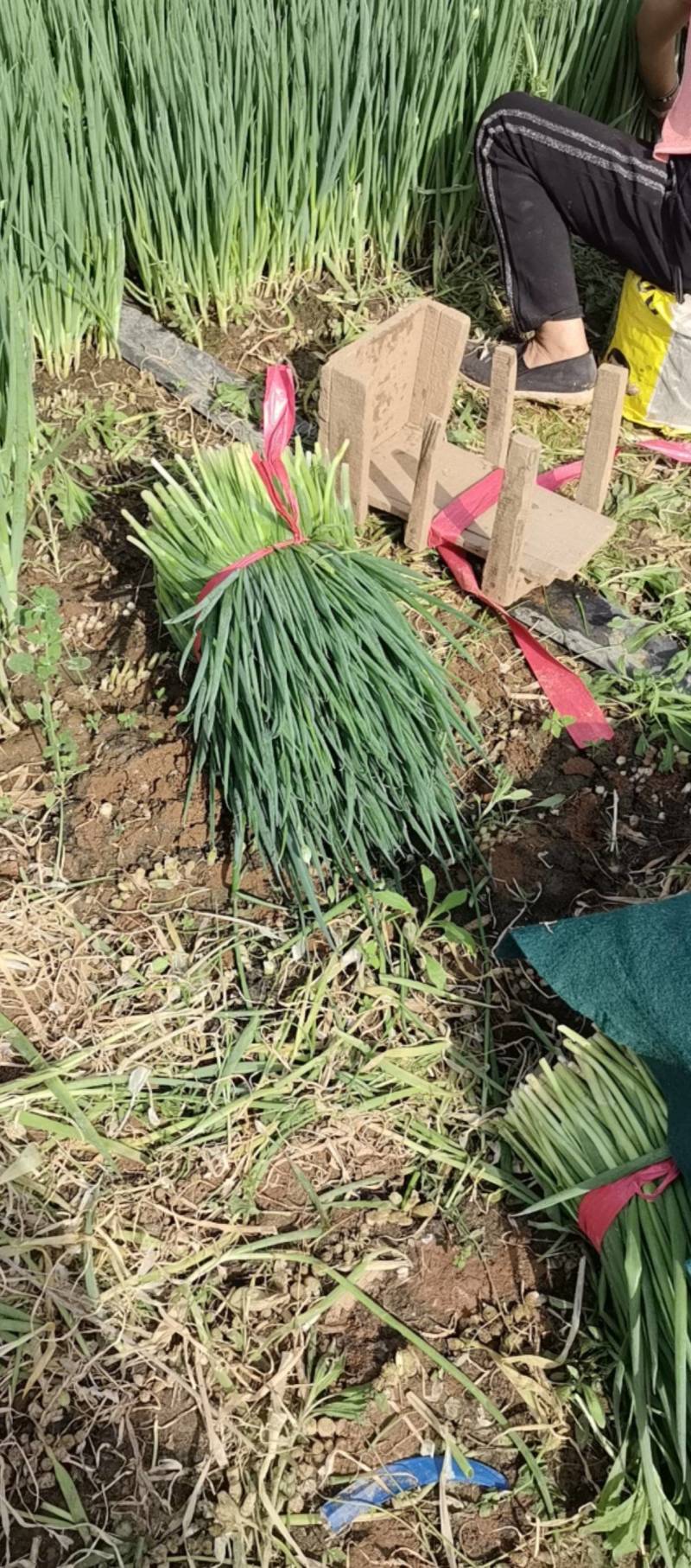 小葱大量供应市场加工厂大量有货欢迎咨询