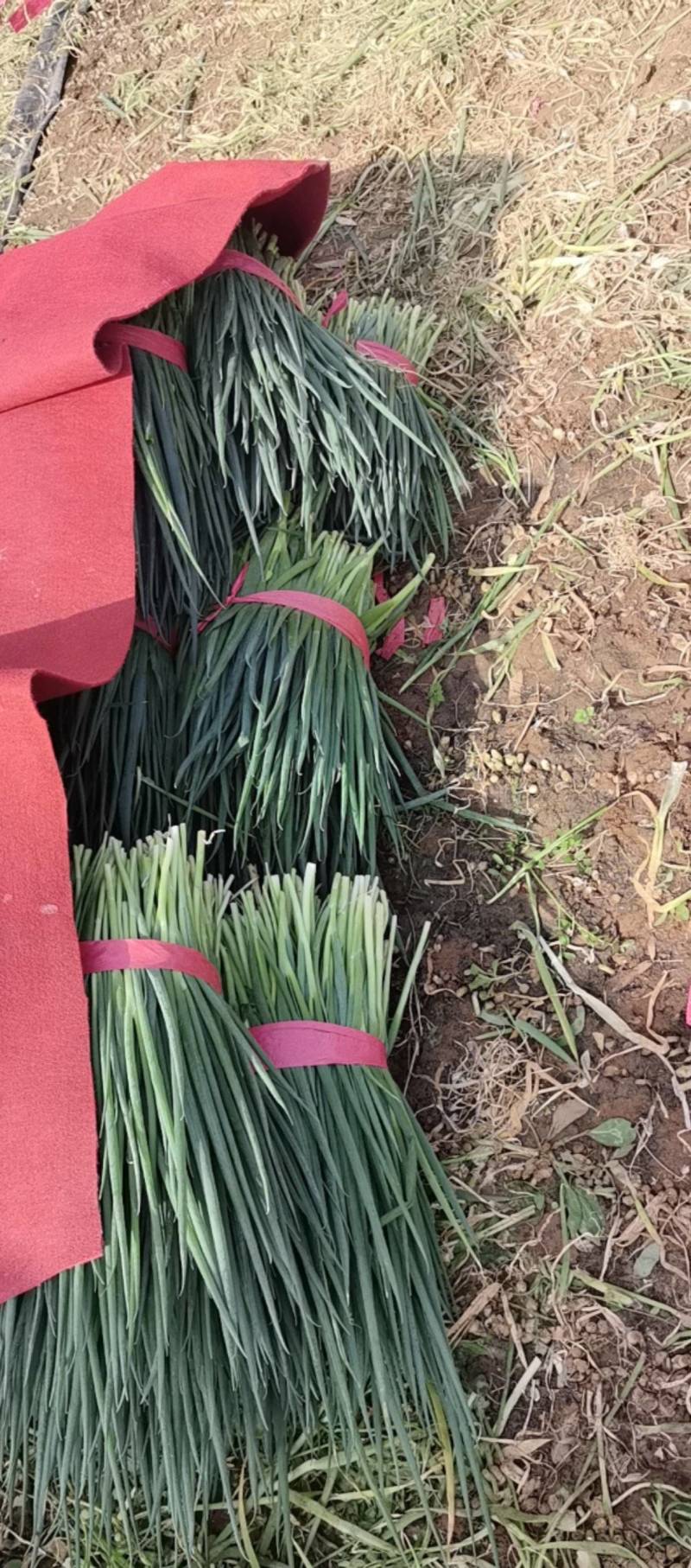 小葱大量供应市场加工厂大量有货欢迎咨询