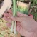 小葱大量供应市场加工厂大量有货欢迎咨询