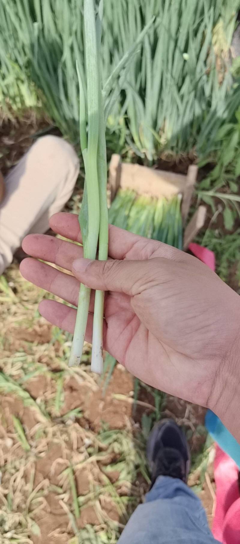 小葱大量供应市场加工厂大量有货欢迎咨询