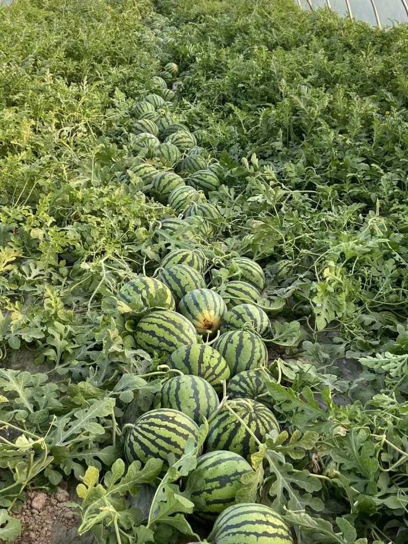 精品美都西瓜大量上市/对接超市批发市场超市/全国发货