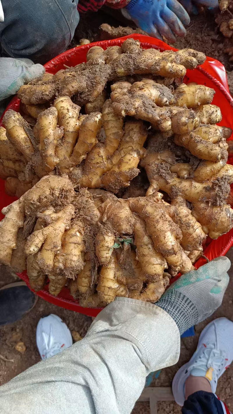 姜种山东【优质368高产姜种】大量供应