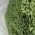 漯河临颖苏薯28红薯扩繁苗（农户种植自产自销出粉率高）