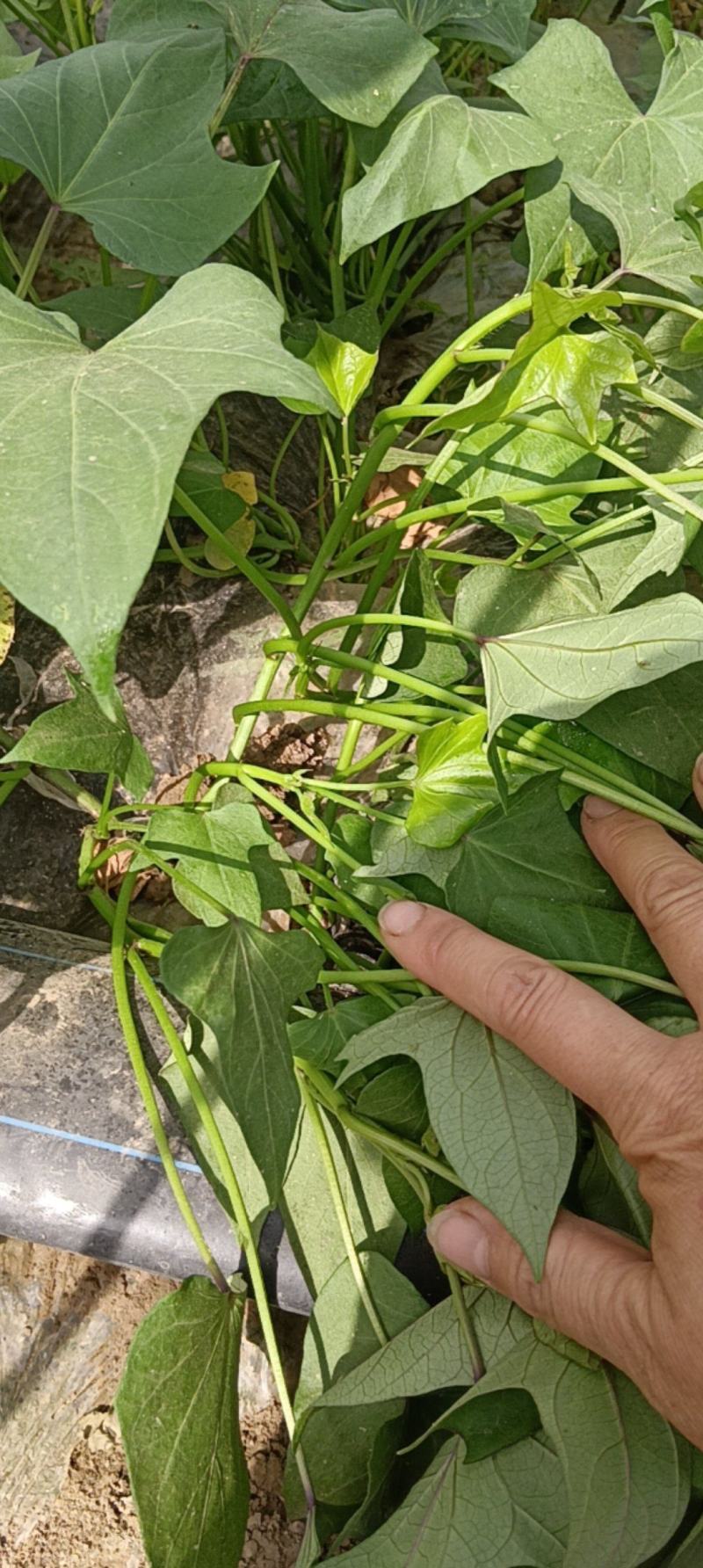 漯河临颖苏薯28红薯扩繁苗（农户种植自产自销出粉率高）
