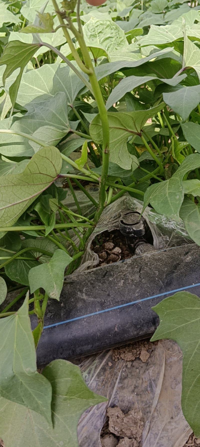 漯河临颖苏薯28红薯扩繁苗（农户种植自产自销出粉率高）