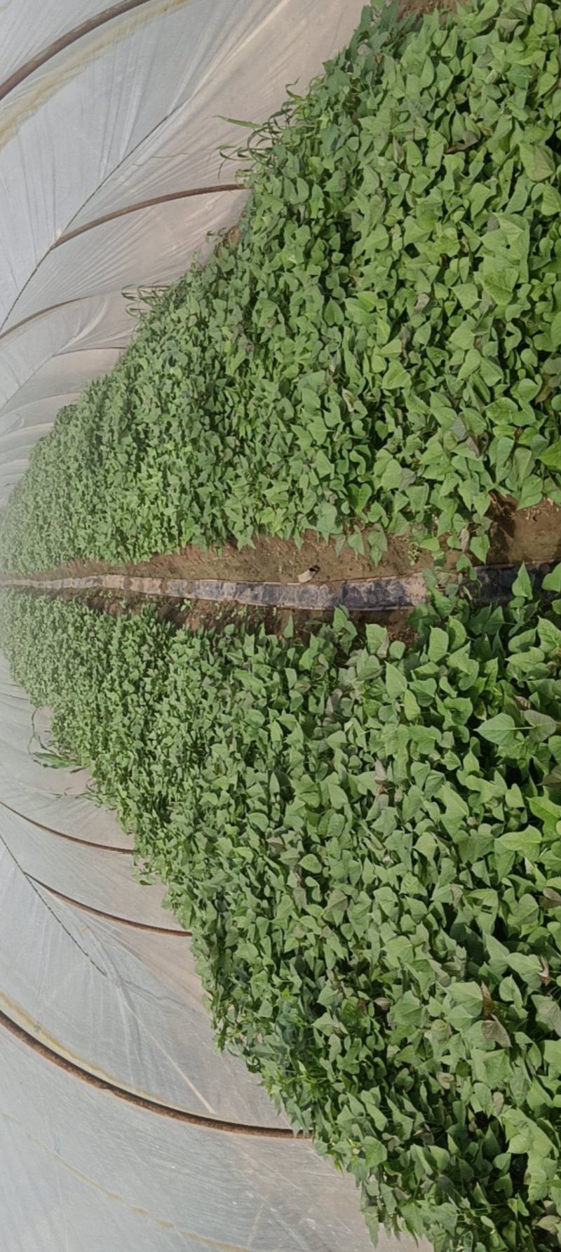 漯河临颖商薯19扩繁苗，高剪苗，拔苗！（农户种植）