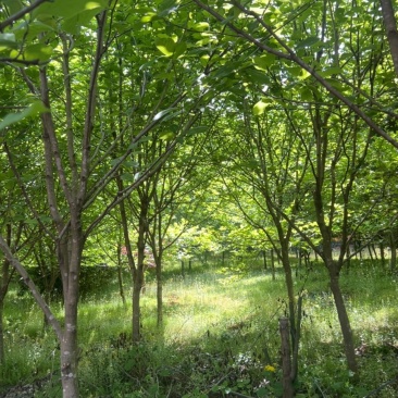 玉兰树：奉新县邹家苗圃基地大量供应玉兰欢迎来电咨询