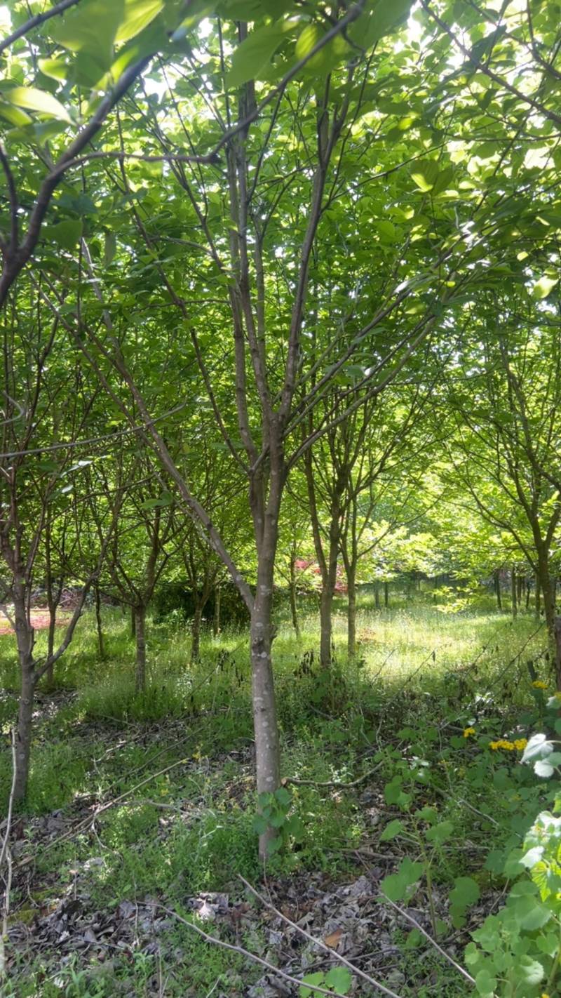 玉兰树：奉新县邹家苗圃基地大量供应玉兰欢迎来电咨询