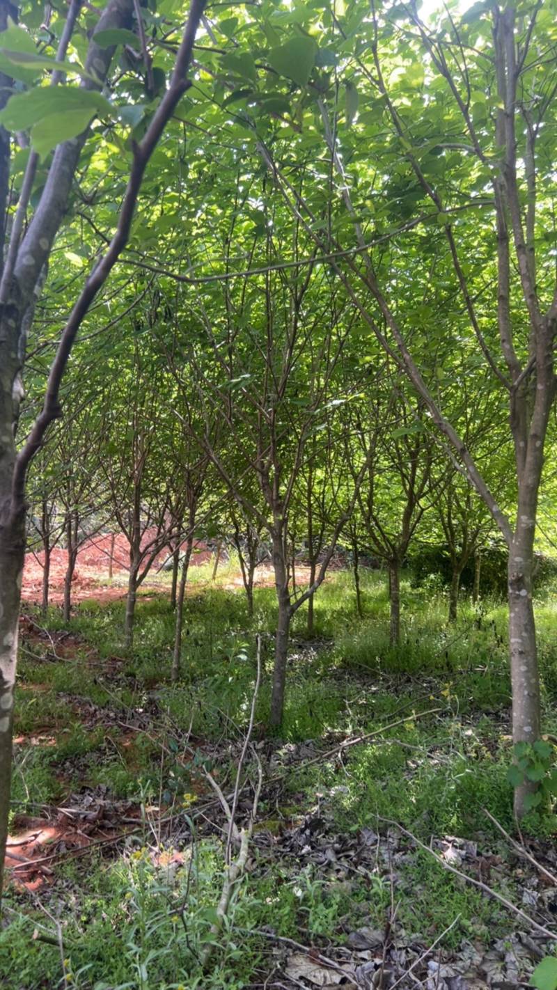 玉兰树：奉新县邹家苗圃基地大量供应玉兰欢迎来电咨询