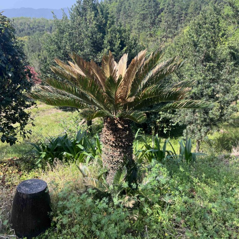 铁树：奉新县邹家苗圃基地欢迎老板光临洽谈