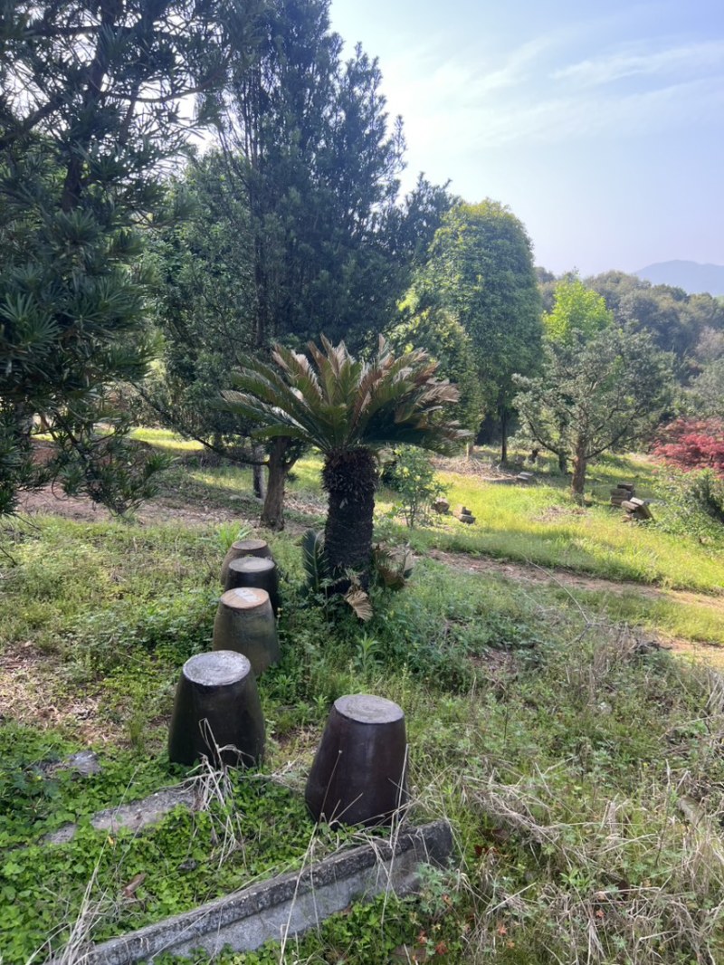 铁树：奉新县邹家苗圃基地欢迎老板光临洽谈