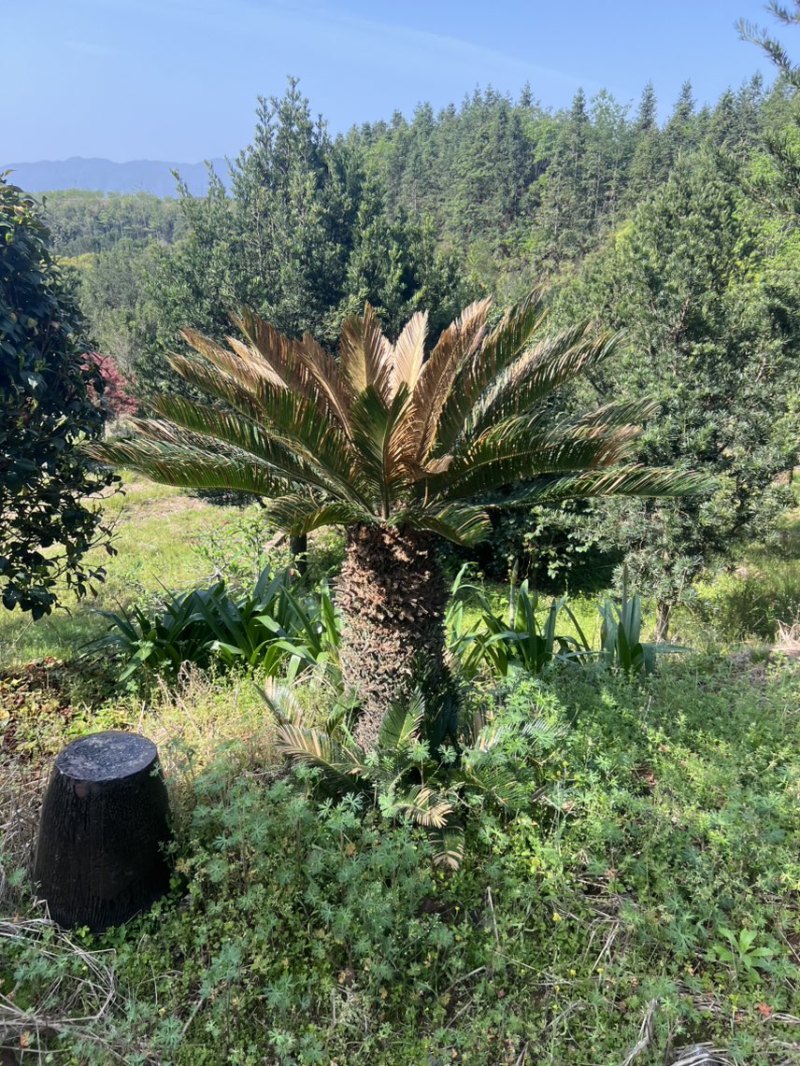 铁树：奉新县邹家苗圃基地欢迎老板光临洽谈
