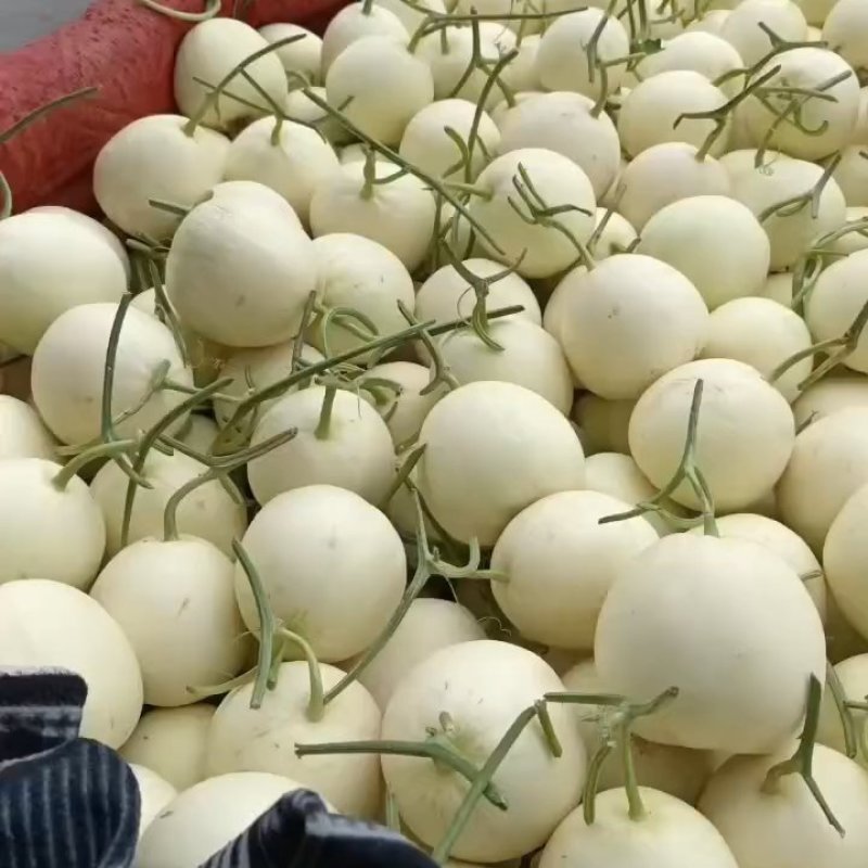 博洋六