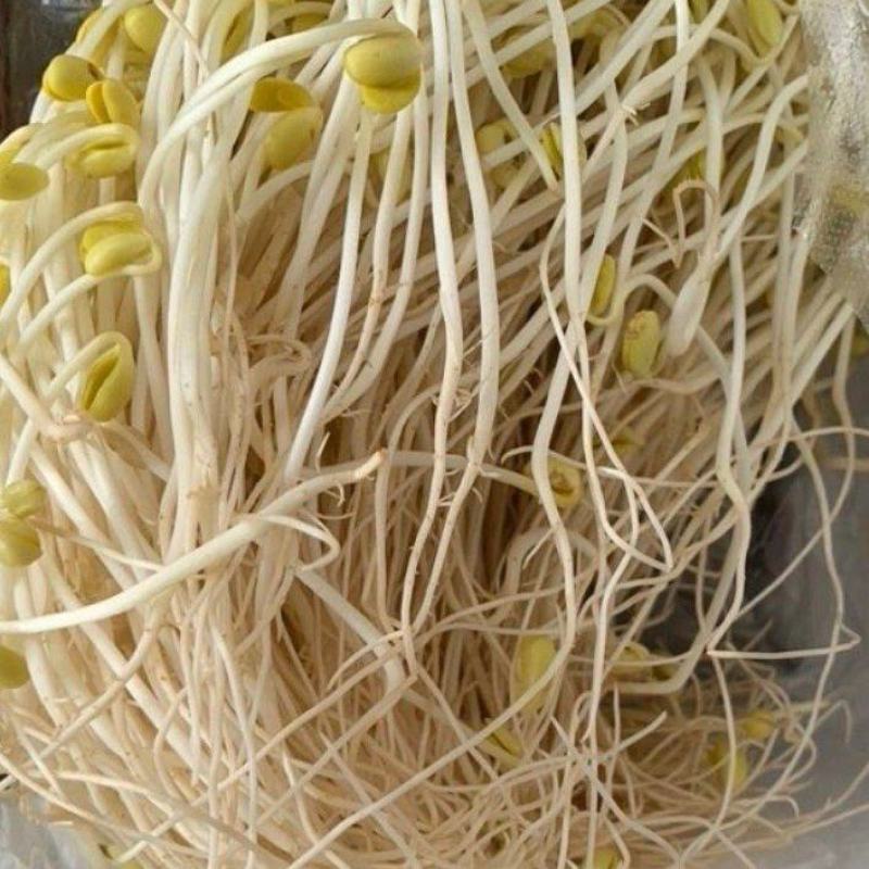 传统手艺自然农家泡发黄豆芽