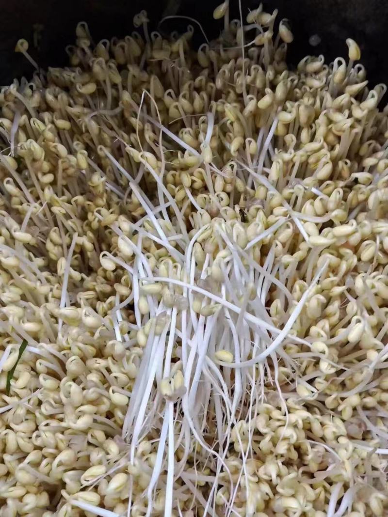 传统手艺自然农家泡发黄豆芽