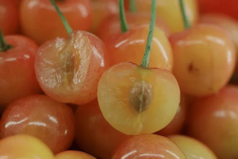 山西临汾精品黄蜜樱桃货源充足量大从质量保证欢迎咨询