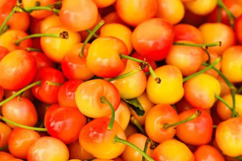 山西临汾精品黄蜜樱桃货源充足量大从质量保证欢迎咨询