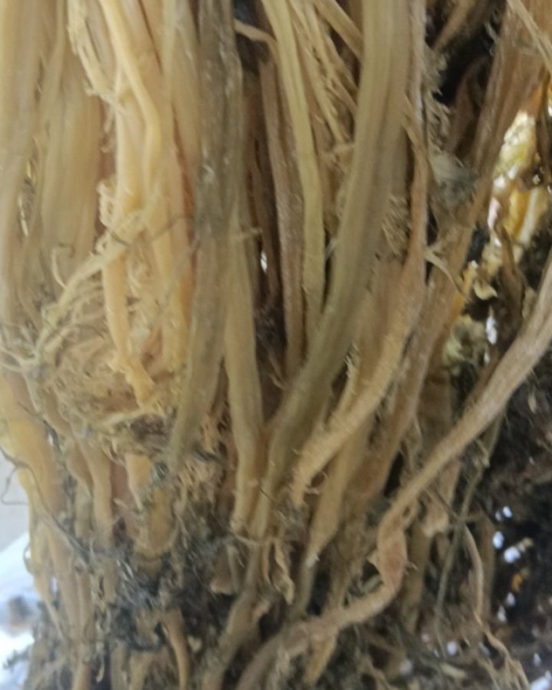 雪里红梅干菜大量供应产期优惠品质保证欢迎来电洽谈