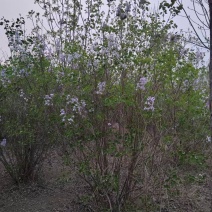 丛生丁香