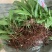 紫花三叉白芨种苗白芨驯化苗白芨苗批发包技术