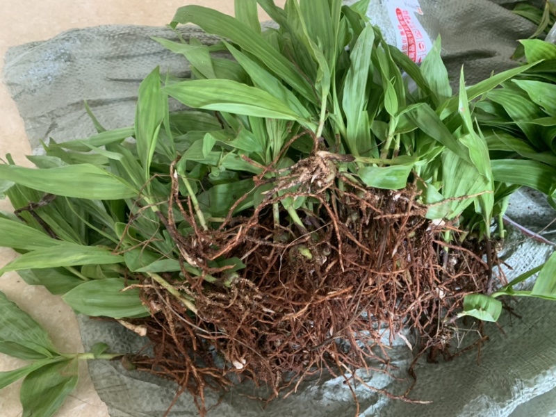 紫花三叉白芨种苗白芨驯化苗白芨苗批发包技术