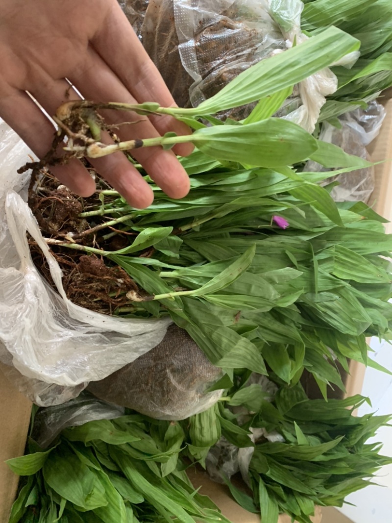 紫花三叉白芨种苗白芨驯化苗白芨苗批发包技术