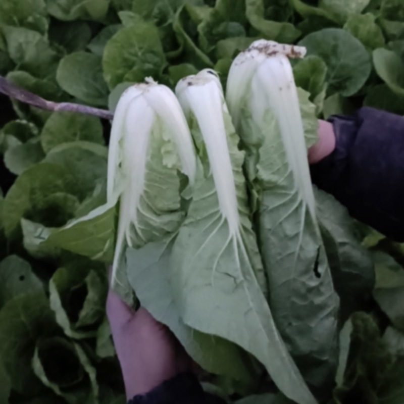 白菜价的奶白菜2毛一斤海量供货