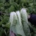 白菜价的奶白菜2毛一斤海量供货