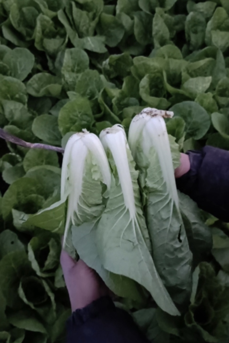 白菜价的奶白菜2毛一斤海量供货