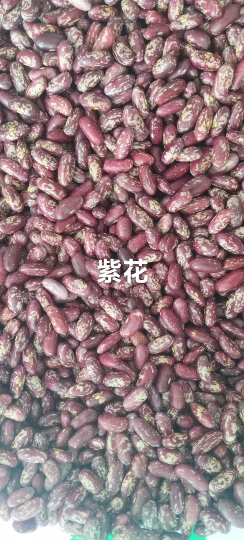 紫花芸豆奶白花芸豆黑芸豆海军白芸芸豆批发营养丰富老幼皆宜