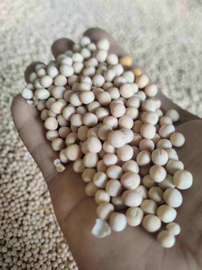 豌豆白豌豆大量有货产地直发一手货源可视频看货欢迎咨询