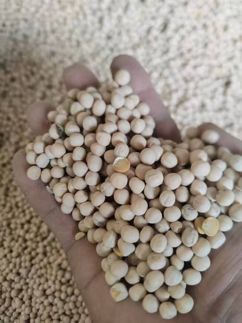 豌豆白豌豆大量有货产地直发一手货源可视频看货欢迎咨询
