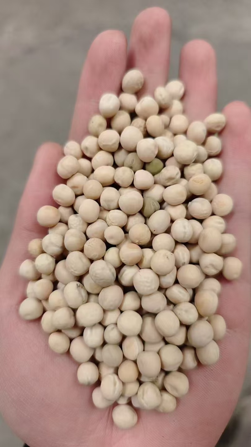 豌豆白豌豆大量有货产地直发一手货源可视频看货欢迎咨询