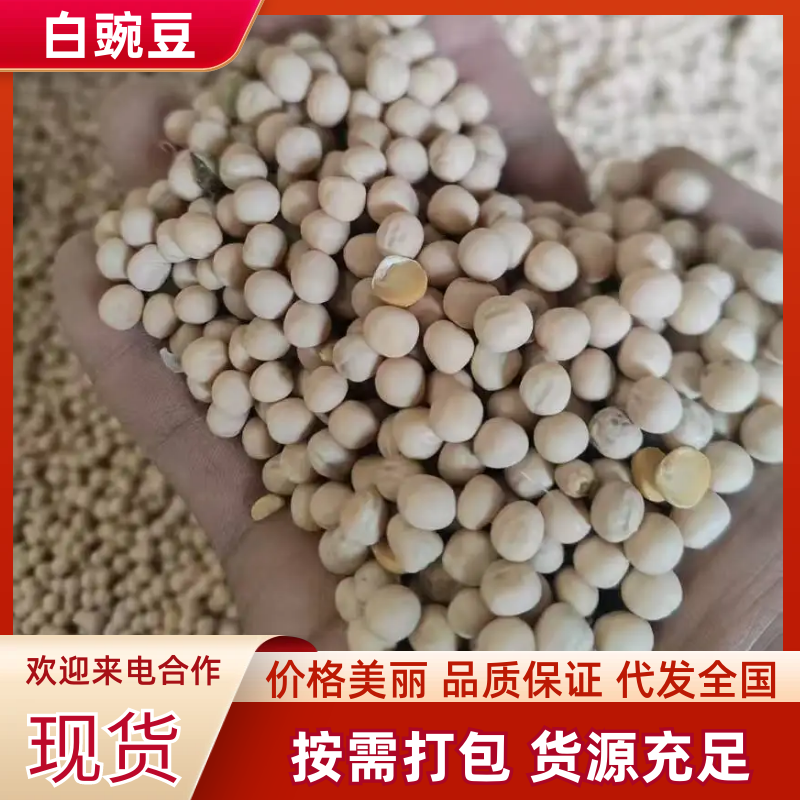 豌豆白豌豆大量有货产地直发一手货源可视频看货欢迎咨询
