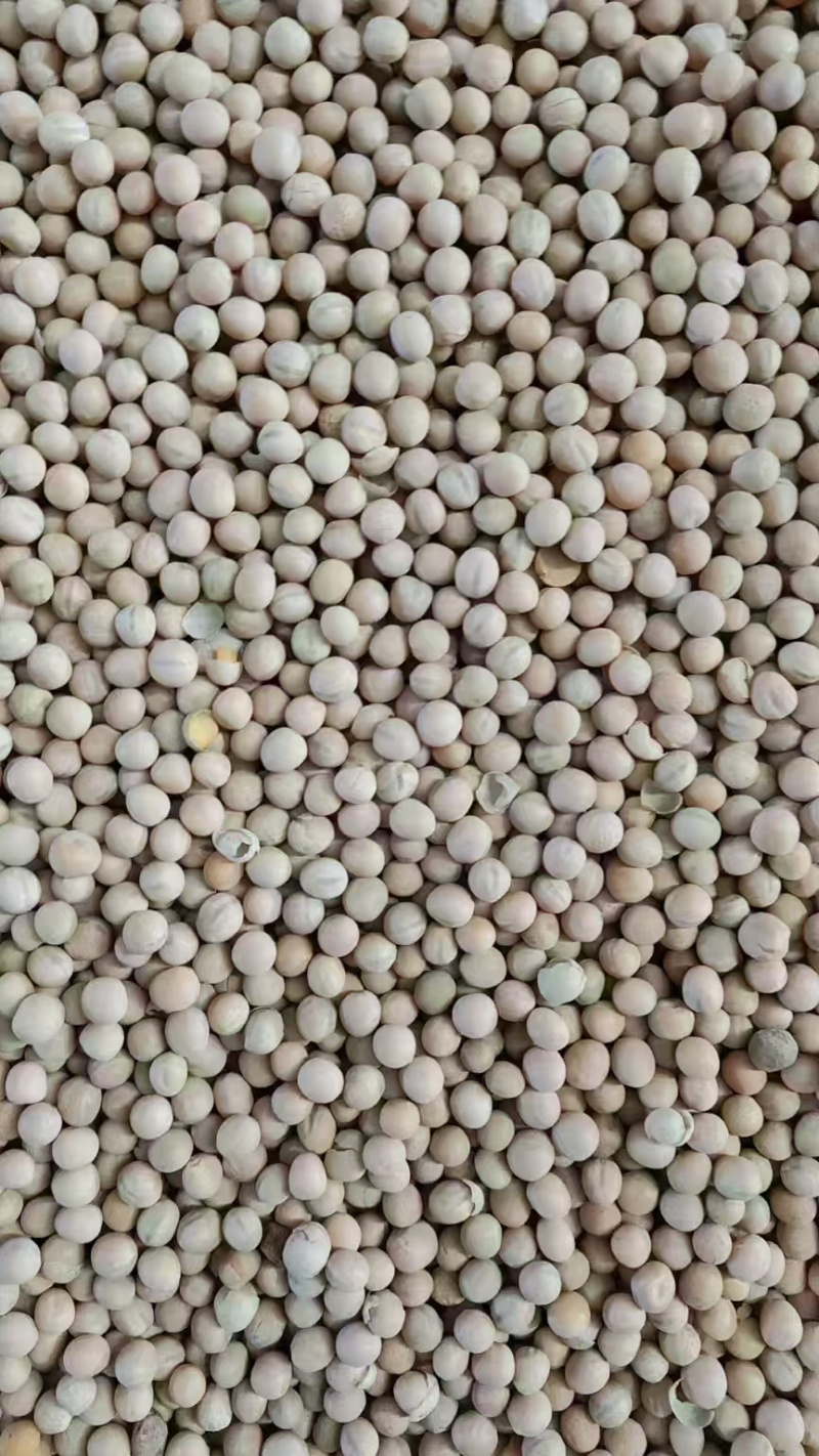 豌豆白豌豆大量有货产地直发一手货源可视频看货欢迎咨询