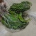 养龟绿水池塘依傍着一棵樟树和桂花树孕育出大泛树蛙6-10mm