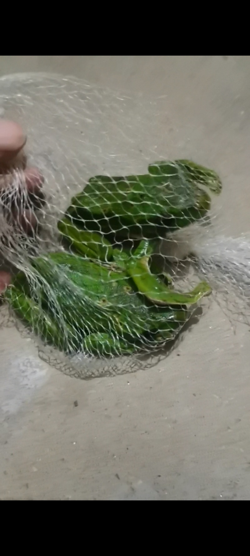 养龟绿水池塘依傍着一棵樟树和桂花树孕育出大泛树蛙6-10mm