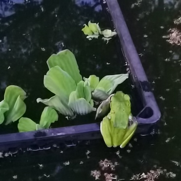 养龟绿水池塘依傍着一棵樟树和桂花树孕育出大泛树蛙6-10mm